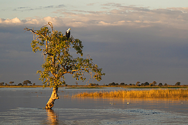 African fish eagle (Haliaeetus vocifer), Chobe National Park, Botswana, Africa