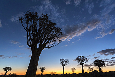 Quiver tree at sunset (kokerboom) (Aloidendron dichotomu) (formerly Aloe dichotoma), Quiver Tree Forest, Keetmanshoop, Namibia, Africa