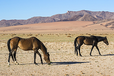 Wild horses, Aus, Namibia, Africa