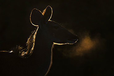 Greater kudu (Tragelaphus strepsiceros) female, Addo National Park, Eastern Cape, South Africa, Africa