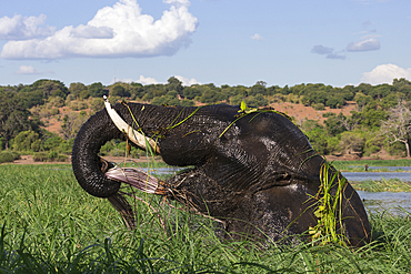 Elephant (Loxodonta africana) feeding in Chobe River, Chobe National Park, Botswana, Africa