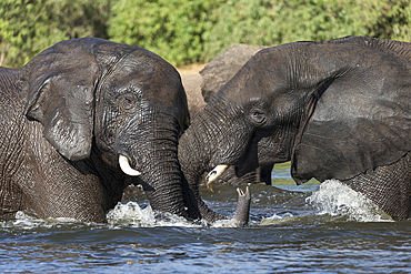 Elephants (Loxodonta africana) playfighting in Chobe River, Chobe National Park, Botswana, Africa