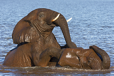 Elephant bulls (Loxodonta africana) playing in water, Zimanga Private Game Reserve, KwaZulu-Natal, South Africa, Africa