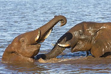 Elephant bulls (Loxodonta africana) playing in water, Zimanga Private Game Reserve, KwaZulu-Natal, South Africa, Africa