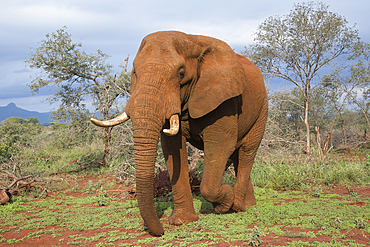 Elephant (Loxodonta africana) bull, Zimanga Private Game Reserve, KwaZulu-Natal, South Africa, Africa