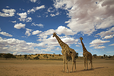 Giraffes (Giraffa camelopardalis), Kgalagadi Transfrontier Park, South Africa, Africa