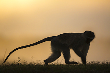 Vervet monkey (Chlorocebus pygerythrus), Zimanga Game Reserve, KwaZulu-Natal, South Africa, Africa