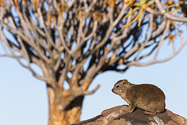 Rock hyrax (Procavia capensis), Quiver Tree Forest, Keetmanshoop, Namibia, Africa