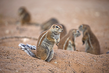 Ground squirrels (Xerus inauris) at den, Kgalagadi Transfrontier Park, Northern Cape, South Africa, Africa