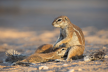 Ground squirrels (Xerus inauris) suckling, Kgalagadi Transfrontier Park, Northern Cape, South Africa, Africa