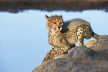 Cheetah (Acinonyx jubatus) cub, Kgalagadi Transfrontier Park, South Africa, Africa