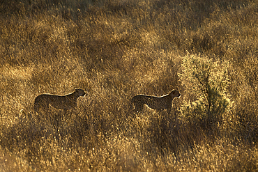 Cheetah (Acinonyx jubatus), Kgalagadi Transfrontier Park, South Africa, Africa