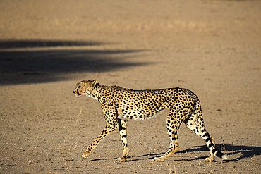 Cheetah (Acinonyx jubatus), Kgalagadi Transfrontier Park, South Africa, Africa