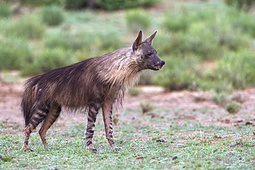 Brown hyaena (Hyaena brunnea), Kgalagadi Transfrontier Park, Northern Cape, South Africa, Africa