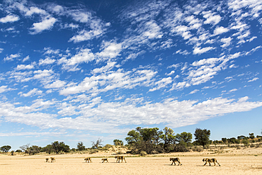 Lion (Panthera leo) pride on the move, Kgalagadi Transfrontier Park, South Africa, Africa