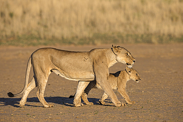 Lioness with cub (Panthera leo), Kgalagadi Transfrontier Park, South Africa, Africa