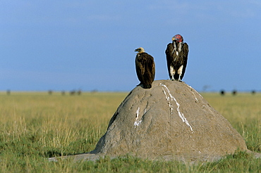 Lappetfaced and whitebacked vultures (Torgos tracheliotus and Gyps africanus) on savannah, Africa