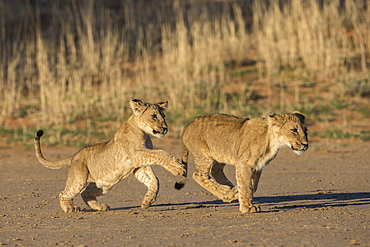 Lion cubs (Panthera leo) playing, Kgalagadi Transfrontier Park, South Africa, Africa