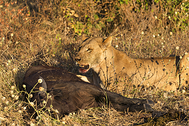 Lioness (Panthera leo) feeding on young Cape buffalo (Syncerus caffer), Chobe National Park, Botswana, Africa