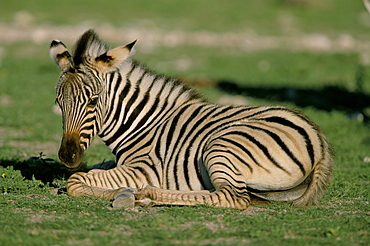 Foal of Burchell's (Plains) zebra (Equus burchelli), Etosha National Park, Namibia, Africa