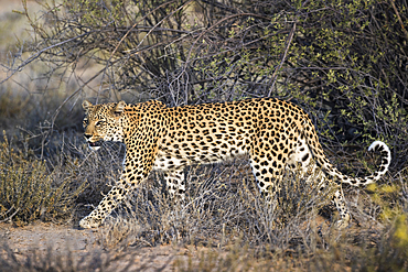 Leopard (Panthera pardus), Kgalagadi Transfrontier Park, South Africa, Africa