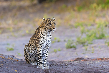 Leopard (Panthera pardus) female, Chobe National Park, Botswana, Africa