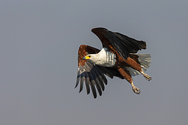 African fish eagle, Haliaeetus vocifer,  Chobe river, Botswana, Southern Africa