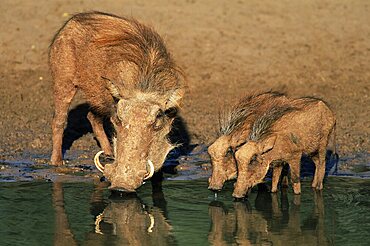 warthogs, Phacochoerus aethiopicus, drinking, Mkhuze Game Reserve, South Africa, Africa