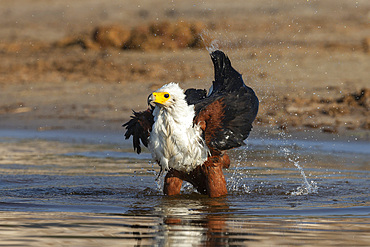 African fish eagle, Haliaeetus vocifer, bathing, Chobe river, Botswana, Southern Africa