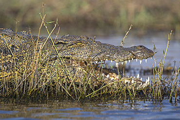 Nile crocodile, Crocodylus niloticus,  Chobe river, Botswana, Southern Africa