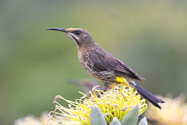 Cape sugarbird, Promerops cafer, on silverleaf wheel-pincushion, Kirstenbosch National Botanical Garden, Cape Town, South Africa