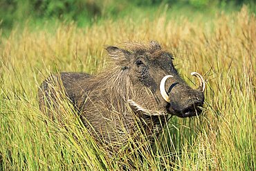 Warthog, Phacochoerus aethiopicus, Kruger National Park, South Africa, Africa