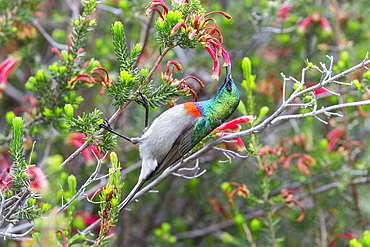 Southern double collared sunbird, Cinnyris chalybeus, feeding, Kirstenbosch National Botanical Garden, Cape Town, South Africa