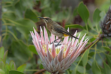 Cape sugarbird, Promerops cafer, on king protea, Kirstenbosch National Botanical Garden, Cape Town, South Africa