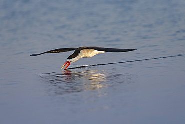 African skimmer, Rynchops flavirostris, fishing, Chobe river, Botswana, Southern Africa