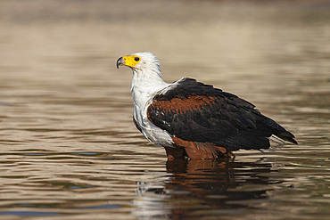 African fish eagle, Haliaeetus vocifer, bathing, Chobe river, Botswana, Southern Africa