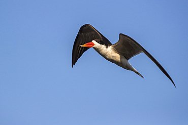 African skimmer, Rynchops flavirostris,  Chobe river, Botswana, Southern Africa