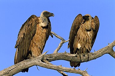 Two whitebacked vultures, Gyps africanus, Etosha National Park, Namibia, Africa