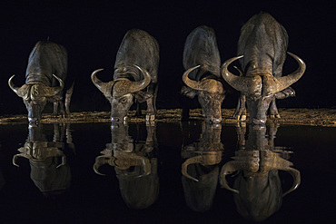 Cape buffalo, Syncerus caffer, drinking at night, Zimanga private game reserve, KwaZulu-Natal, South Africa