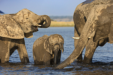 African elephants, Loxodonta africana, drinking, Chobe river, Botswana, Southern Africa