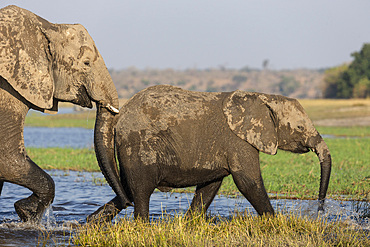 African elephants, Loxodonta africana,  Chobe river, Botswana, Southern Africa