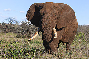 African elephant bull, Loxodonta africana,  Zimanga private game reserve, KwaZulu-Natal, South Africa