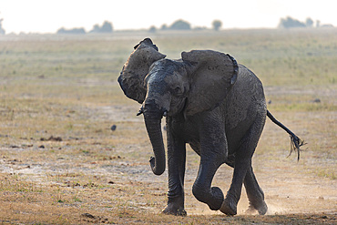 African elephant, Loxodonta africana, running, Chobe river, Botswana, Southern Africa