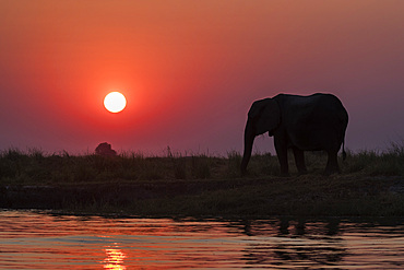 African elephants, Loxodonta africana, at sunset, Chobe river, Botswana, Southern Africa