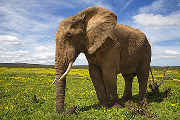 African elephant, Loxodonta africana, in spring flowers, Addo elephant national park, Eastern Cape, South Africa