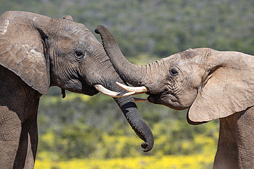 African elephants, Loxodonta africana,  Addo elephant national park, Eastern Cape, South Africa