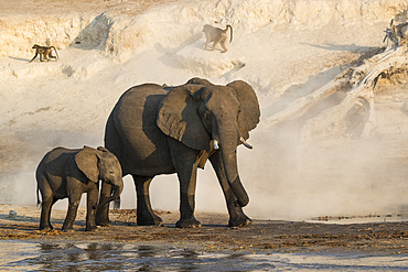 African elephants, Loxodonta africana,  Chobe river, Botswana, Southern Africa