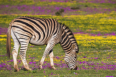 Plains zebra, Equus quagga, grazing spring flowers, Addo Elephant national park, Eastern Cape, South Africa