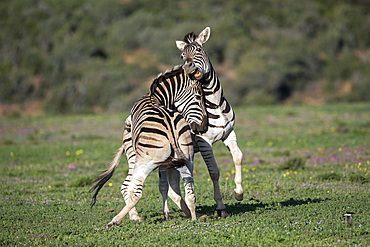 Plains zebra, Equus quagga, fighting, Addo Elephant national park, Eastern Cape, South Africa