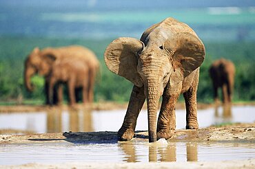 Young African elephant, Loxodonta africana, at waterhole, Addo National park, South Africa, Africa